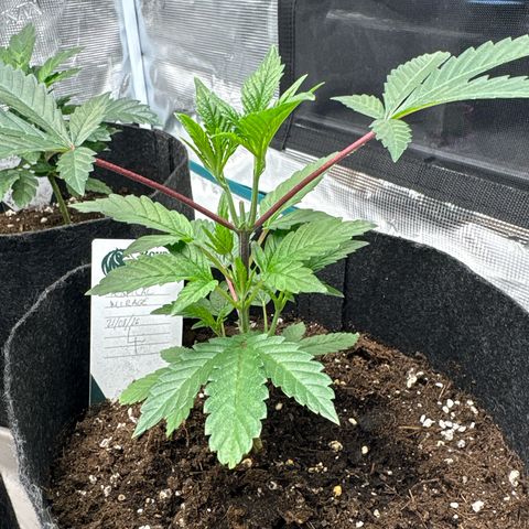 Tropical Mirage #4 growlog timeline photo