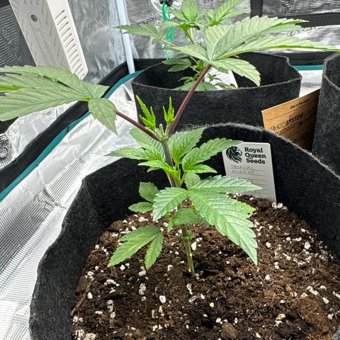 Tropical Mirage #5 growlog timeline photo