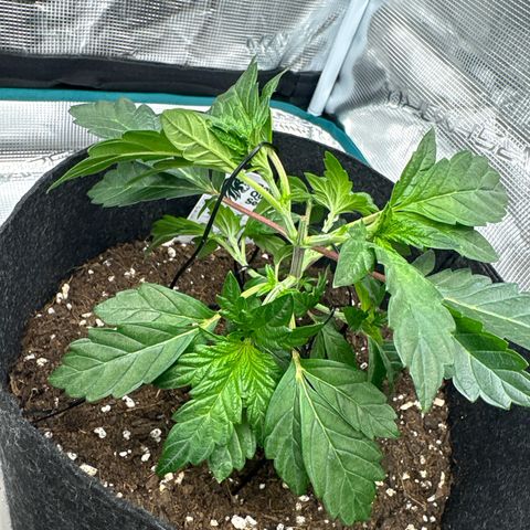 Tropical Mirage #1 growlog timeline photo