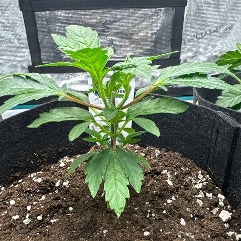 Tropical Mirage #2 growlog timeline photo