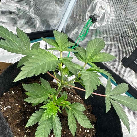 Tropical Mirage #3 growlog timeline photo