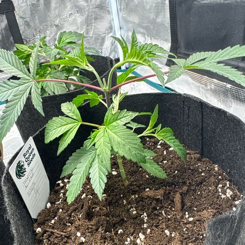 Tropical Mirage #4 growlog timeline photo