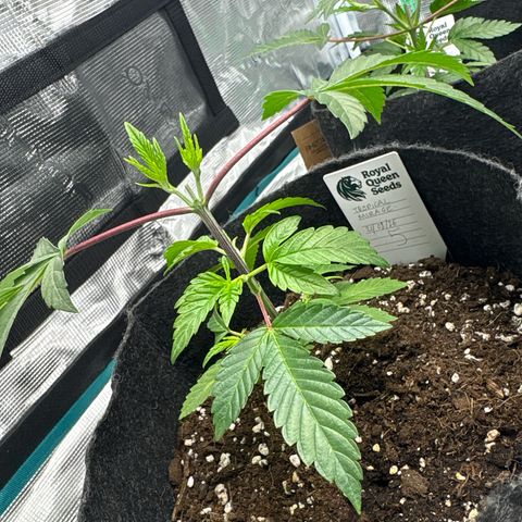 Tropical Mirage #5 growlog timeline photo