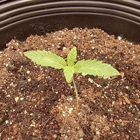 Jellie Cake growlog timeline photo
