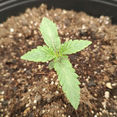 Jellie Cake growlog timeline photo