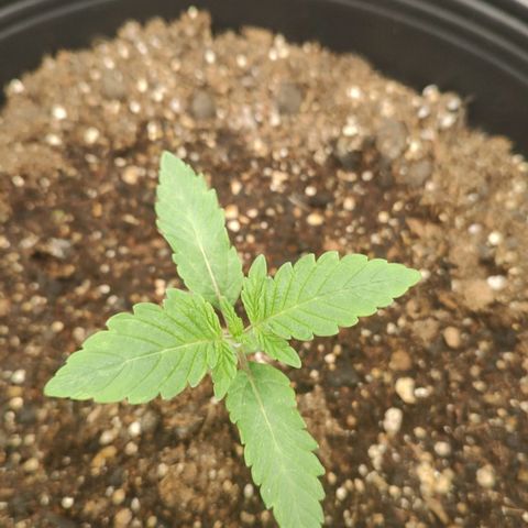 Jellie Cake growlog timeline photo