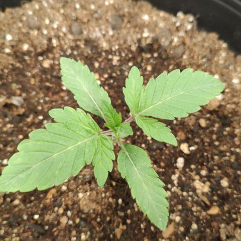 Jellie Cake growlog timeline photo