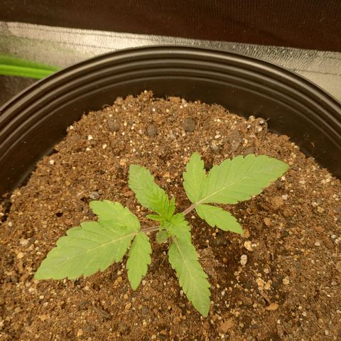 Jellie Cake growlog timeline photo