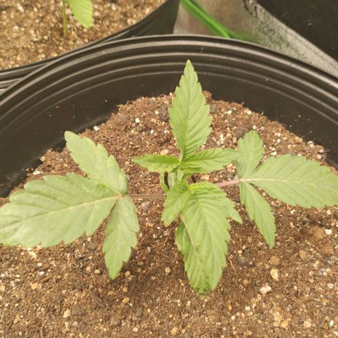 Jellie Cake growlog photo: Um dia após a aplicação de óleo de neem por infestação de fungus gnats.