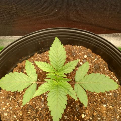 Jellie Cake growlog photo: Rega com 400ml