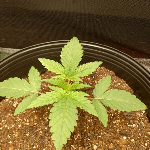 Jellie Cake growlog timeline photo
