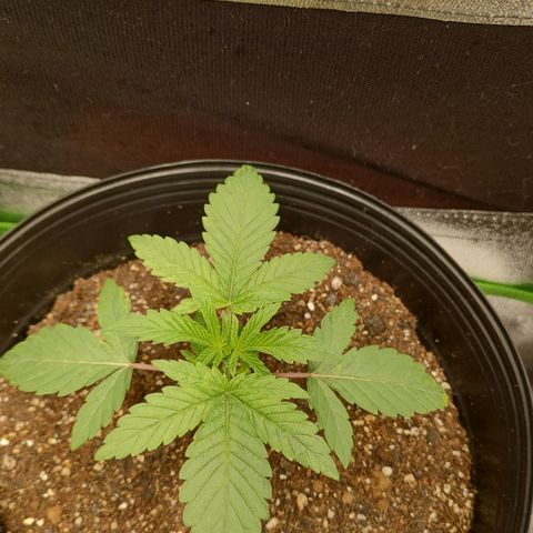 Jellie Cake growlog timeline photo