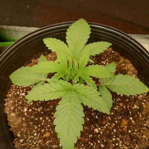 Jellie Cake growlog timeline photo