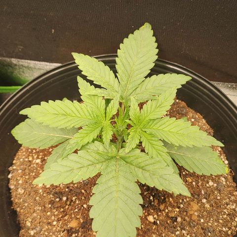 Jellie Cake growlog timeline photo