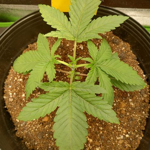 Jellie Cake growlog photo: First topping!