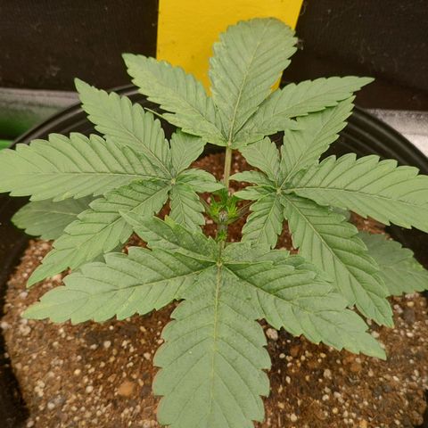 Jellie Cake growlog timeline photo