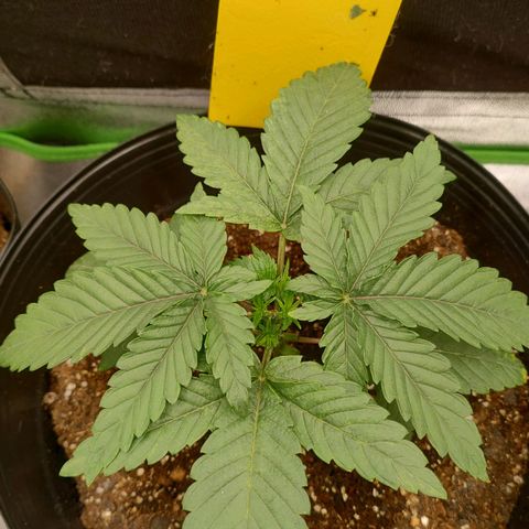 Jellie Cake growlog timeline photo