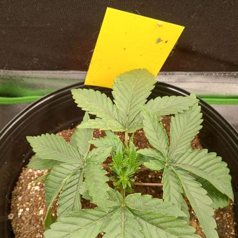 Jellie Cake growlog timeline photo