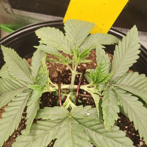 Jellie Cake growlog photo: LST