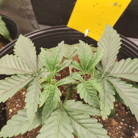 Jellie Cake growlog timeline photo