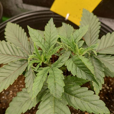 Jellie Cake growlog timeline photo