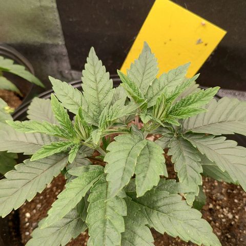 Jellie Cake growlog timeline photo