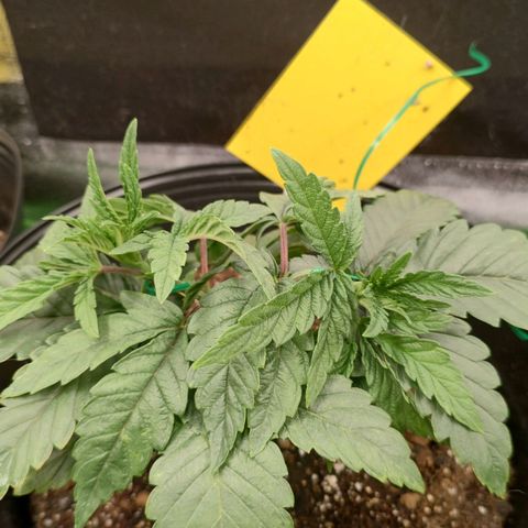 Jellie Cake growlog photo: LST