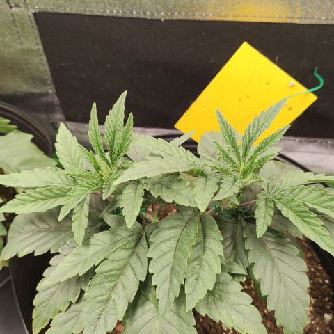 Jellie Cake growlog timeline photo