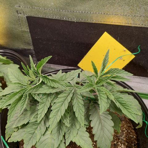 Jellie Cake growlog timeline photo