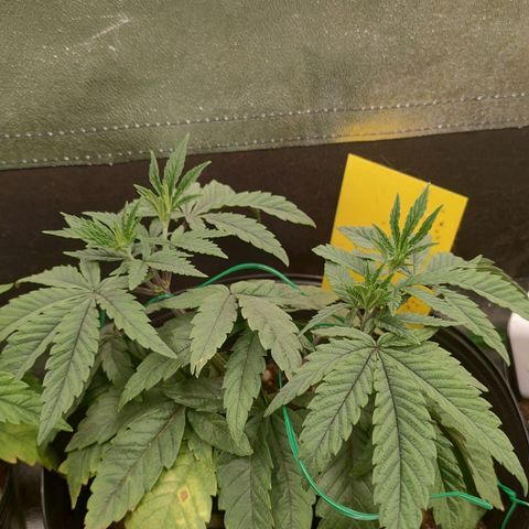 Jellie Cake growlog photo: She had suffering with underwater but now is getting better