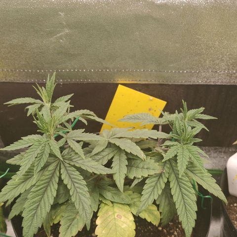 Jellie Cake growlog timeline photo