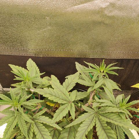 Jellie Cake growlog timeline photo