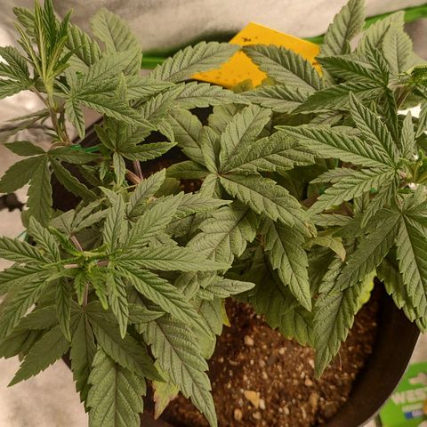 Jellie Cake growlog timeline photo