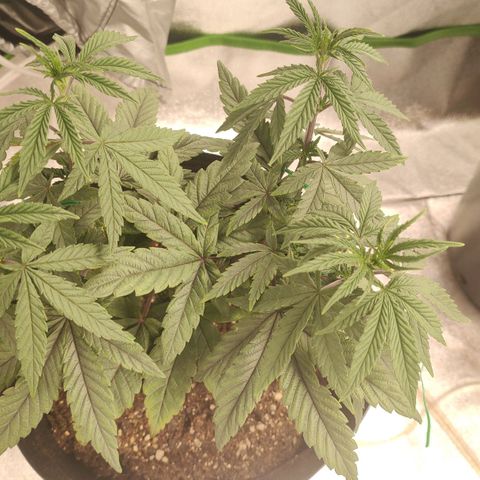 Jellie Cake growlog timeline photo