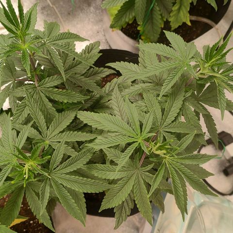 Jellie Cake growlog timeline photo