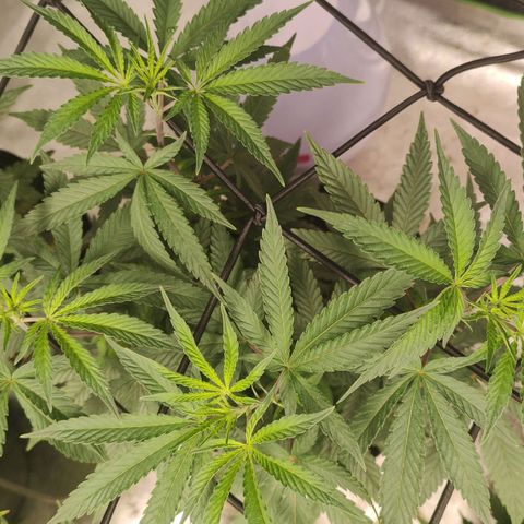 Jellie Cake growlog timeline photo