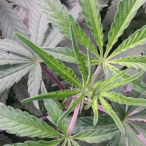 Jellie Cake growlog timeline photo