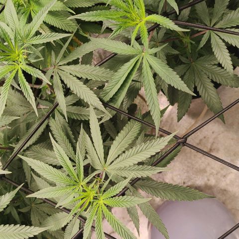 Jellie Cake growlog timeline photo