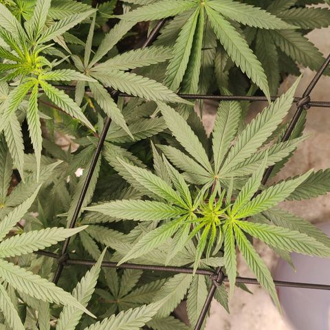 Jellie Cake growlog timeline photo