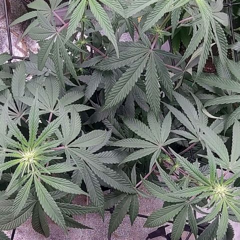 Jellie Cake growlog timeline photo