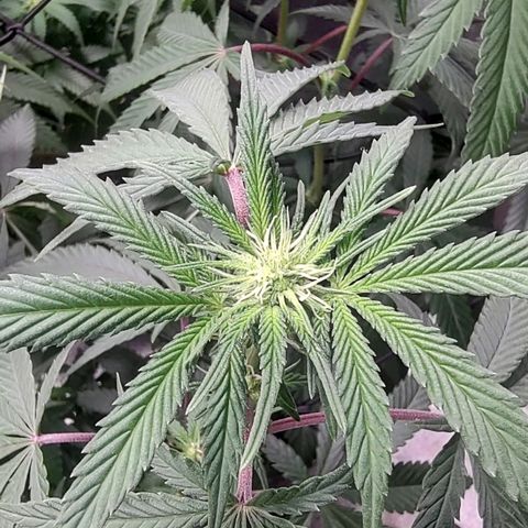 Jellie Cake growlog timeline photo