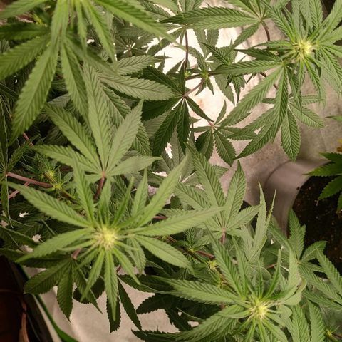 Jellie Cake growlog timeline photo