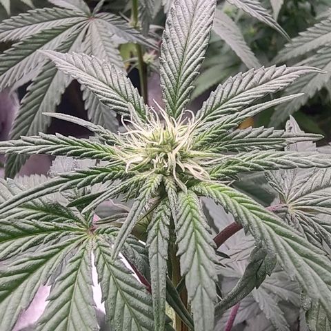 Jellie Cake growlog timeline photo