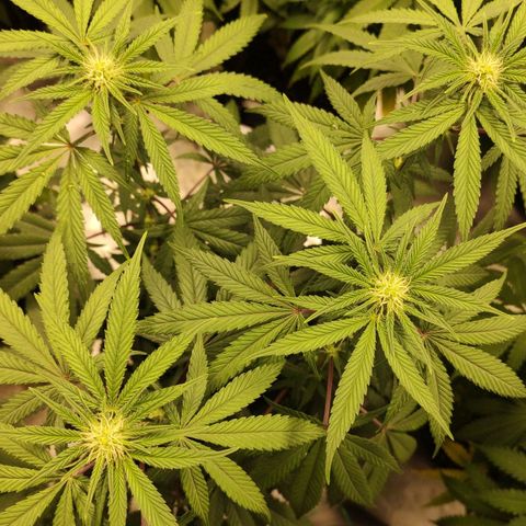 Jellie Cake growlog timeline photo