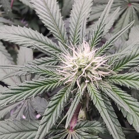 Jellie Cake growlog timeline photo