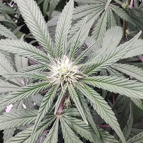 Jellie Cake growlog timeline photo
