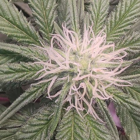 Jellie Cake growlog timeline photo