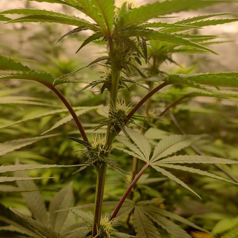 Jellie Cake growlog timeline photo