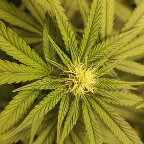 Jellie Cake growlog timeline photo