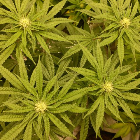 Jellie Cake growlog timeline photo